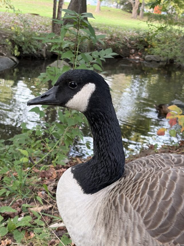 Figure 4: A picture of a Canada Goose taken at Duck Pond. (Original photograph, Anjan Bellamkonda)